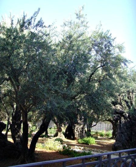 Olive trees in the Garden of Gethsemane. 