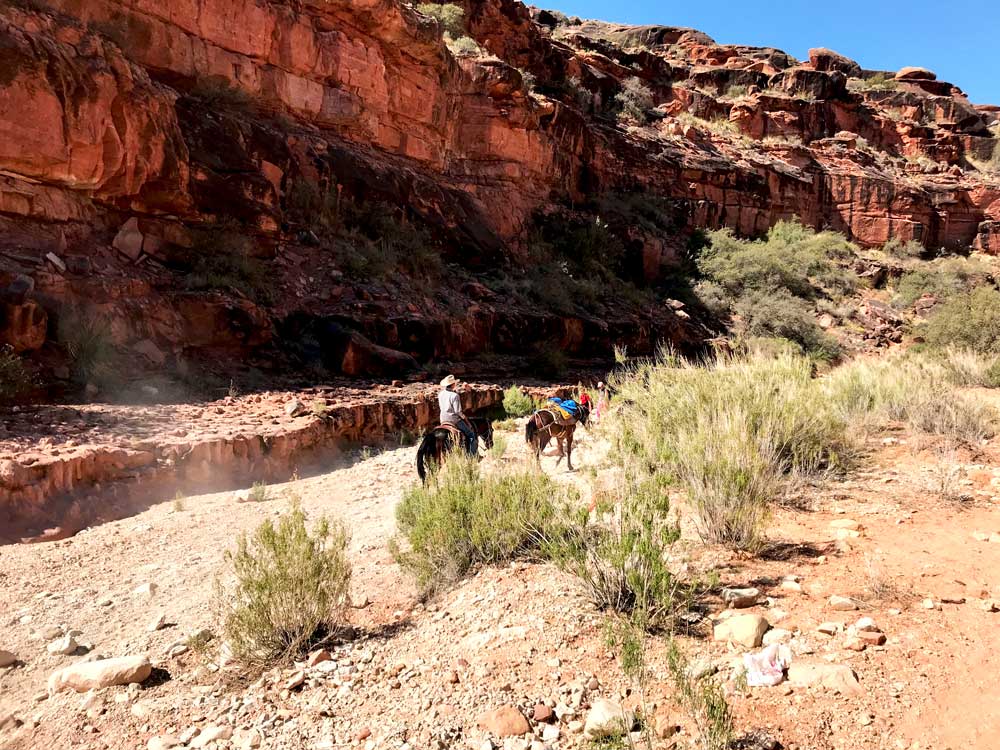 Pro Tip: Hire mules to carry your bags down and back up to Havasupai Falls!