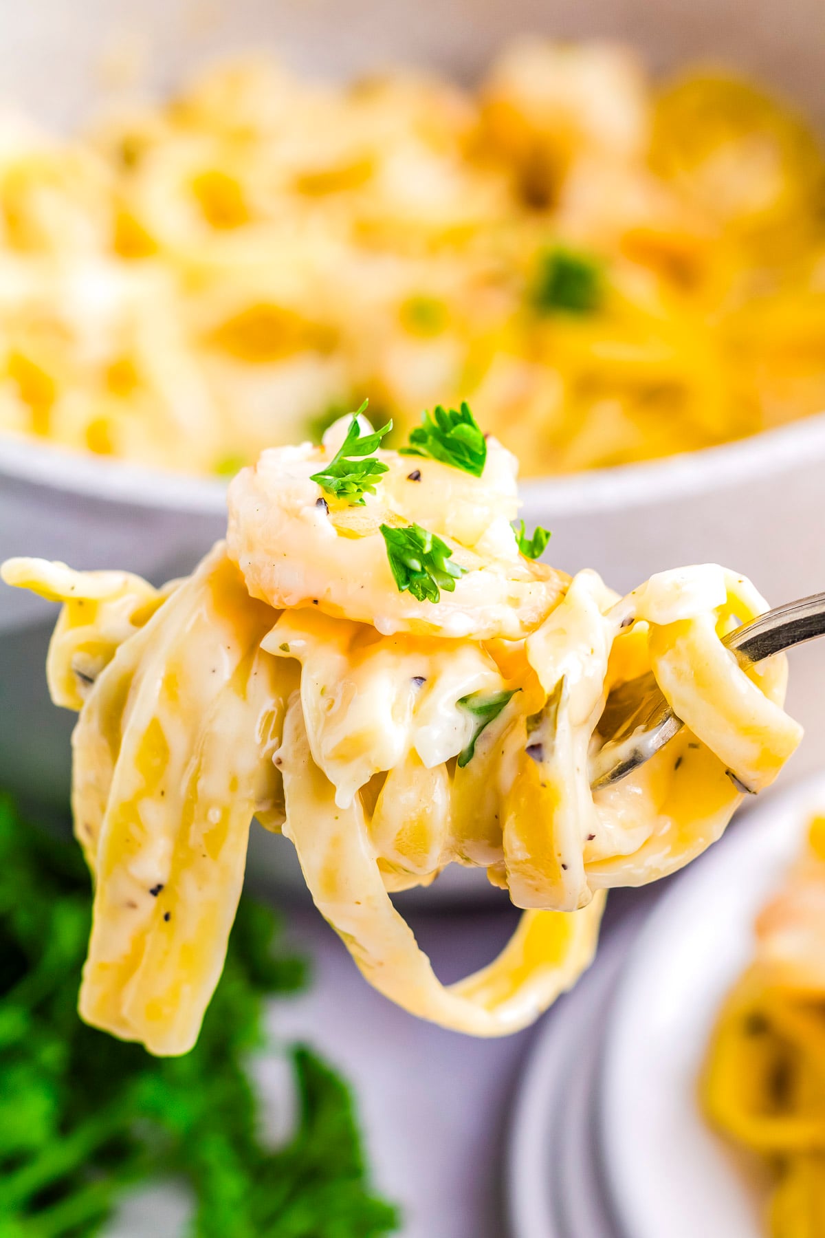 Close up of creamy garlic Parmesan shrimp pasta twirled on a fork with parsley garnish and fettuccine coated in rich lemon cream sauce.